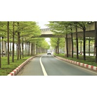 Cây xanh đường phố bao gồm những loại cây nào?