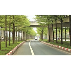Cây xanh đường phố bao gồm những loại cây nào?
