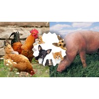 Đoạn văn miêu tả con vật bằng Tiếng Anh chọn lọc hay nhất