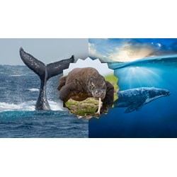 Choose one of the two species in 2 and write a report