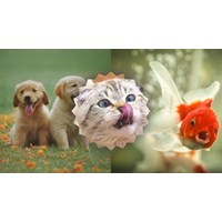 Hãy tưởng tượng mình là một con vật chọn lọc hay nhất