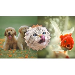Hãy tưởng tượng mình là một con vật chọn lọc hay nhất