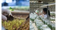 Thực hiện khảo nghiệm DUS do người đăng ký tự thực hiện thế nào?