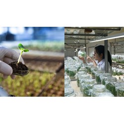 Thực hiện khảo nghiệm DUS do người đăng ký tự thực hiện thế nào?