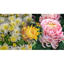 Dàn ý Tả cây hoa cúc hay nhất - Tập làm văn lớp 4