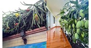 Cây nhà hàng xóm mọc lấn sang ranh giới đất nhà mình có được tự ý hái quả không?