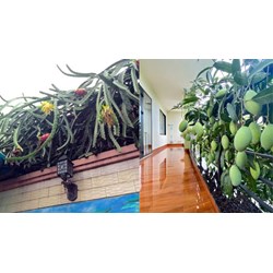Cây nhà hàng xóm mọc lấn sang ranh giới đất nhà mình có được tự ý hái quả không?
