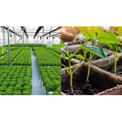 Nguyên tắc sử dụng cơ sở dữ liệu về giống cây trồng lâm nghiệp