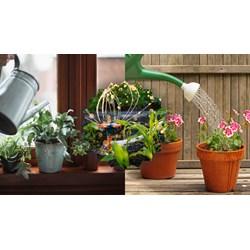 Viết bài văn hướng sử dụng một cái bình tưới cây siêu hay