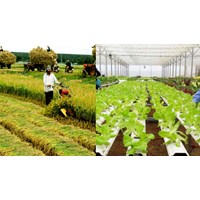 Sở Nông nghiệp và Phát triển nông thôn trình UBND tỉnh nội dung gì