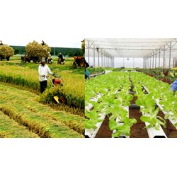 Sở Nông nghiệp và Phát triển nông thôn trình UBND tỉnh nội dung gì