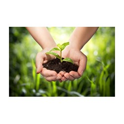 Các trường hợp đình chỉ Bằng bảo hộ giống cây trồng
