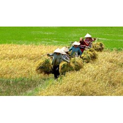 Đất trồng lúa hết hạn thì có được tiếp tục sử dụng không?