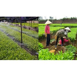 Sản xuất giống cây trồng lâm nghiệp bằng phương pháp nhân giống vô tính?