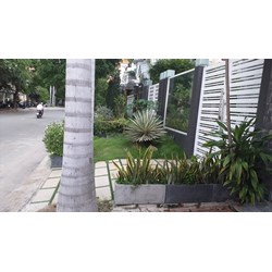 Hành vi trồng cây trên vỉa hè sẽ bị xử phạt hành chính như thế nào?
