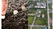 Người gốc Việt định cư ở nước ngoài được cho thuê đất thu tiền hằng năm?