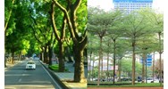 Cây xanh có được xem là tài sản công hay không?