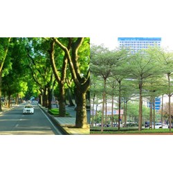 Cây xanh có được xem là tài sản công hay không?