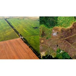 Cá nhân có được nhận chuyển nhượng quyền sử dụng đất nông nghiệp?