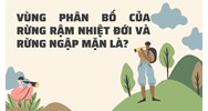 Vùng phân bố của rừng rậm nhiệt đới và rừng ngập mặn là?