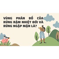 Vùng phân bố của rừng rậm nhiệt đới và rừng ngập mặn là?