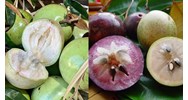 Có được xuất khẩu giống cây bưởi Năm roi và vú sữa Lò rèn không?