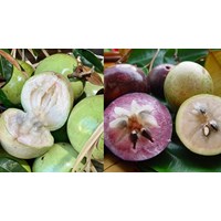 Có được xuất khẩu giống cây bưởi Năm roi và vú sữa Lò rèn không?