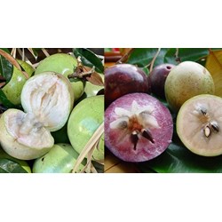 Có được xuất khẩu giống cây bưởi Năm roi và vú sữa Lò rèn không?