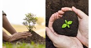 Có được chuyển giao quyền sử dụng giống cây trồng cho bên thứ ba?