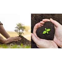 Có được chuyển giao quyền sử dụng giống cây trồng cho bên thứ ba?