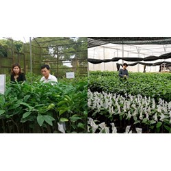 Mức phạt nộp giống đăng ký khảo nghiệm công nhận lưu hành không đúng với mẫu lưu