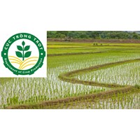 Quy định về vị trí, chức năng của Cục Trồng trọt thế nào?