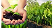 Giống cây trồng lâm nghiệp được chọn, tạo trong nước có phải là đối tượng khảo nghiệm?