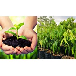 Giống cây trồng lâm nghiệp được chọn, tạo trong nước có phải là đối tượng khảo nghiệm?