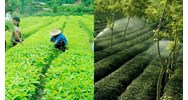 Mức phạt không thực hiện đúng TCQG về phương pháp khảo nghiệm đối với cây trồng