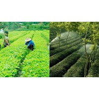 Mức phạt không thực hiện đúng TCQG về phương pháp khảo nghiệm đối với cây trồng