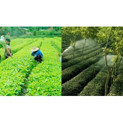 Mức phạt không thực hiện đúng TCQG về phương pháp khảo nghiệm đối với cây trồng