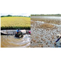 Chỉ tiêu phân loại đất mặn ở vùng đồng bằng ven biển để trồng lúa