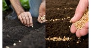 Lệ phí cấp lại Giấy phép nhập khẩu giống cây trồng lâm nghiệp do bị mất