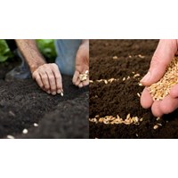 Lệ phí cấp lại Giấy phép nhập khẩu giống cây trồng lâm nghiệp do bị mất
