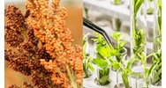 Được phép khảo nghiệm giống cây trồng tại nhiều địa điểm không?