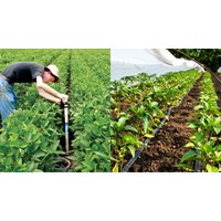 Nội dung quản lý cơ sở dữ liệu quốc gia về trồng trọt thế nào?