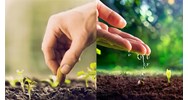 Thực hiện việc lấy và xử lý mẫu cây trồng như thế nào?