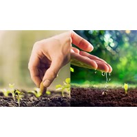 Thực hiện việc lấy và xử lý mẫu cây trồng như thế nào?