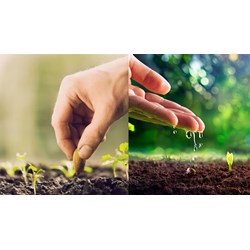 Thực hiện việc lấy và xử lý mẫu cây trồng như thế nào?