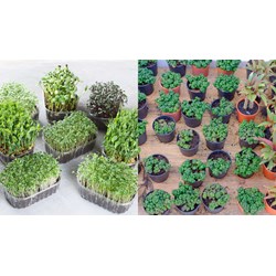 Có nghiêm cấm cung cấp sai kết quả khảo nghiệm giống cây trồng?