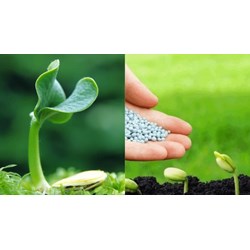 Tổ chức đại diện quyền đối với giống cây trồng có được đại diện nhiều bên