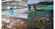 Cơ sở sản xuất giống thủy sản có bắt buộc phải có nơi cách ly?