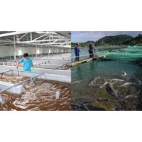 Cơ sở sản xuất giống thủy sản có bắt buộc phải có nơi cách ly?