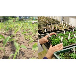 Những hoạt động để bảo tồn nguồn gen giống cây trồng?